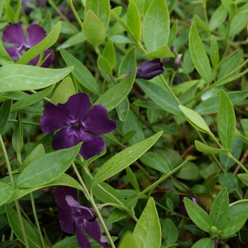 Vinca minor 'Atropurpurea' ---